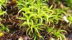 Attēlu rezultāti vaicājumam “Tortella tortuosa”