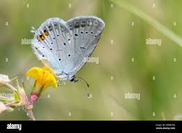 Attēlu rezultāti vaicājumam “Everes argiades female”