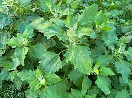 Attēlu rezultāti vaicājumam “Chenopodium album”