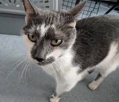 Image result for cat found