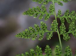 Attēlu rezultāti vaicājumam “Cystopteris fragilis”