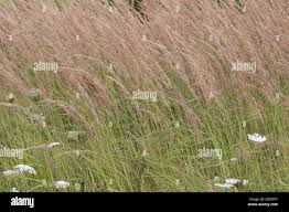 Attēlu rezultāti vaicājumam “Calamagrostis epigeios”