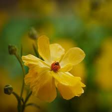 Attēlu rezultāti vaicājumam “Arcyria incarnata young”