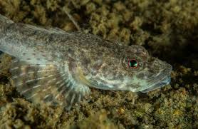 Image result for Myoxocephalus quadricornis