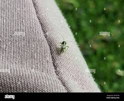 Attēlu rezultāti vaicājumam “Orthops campestris”