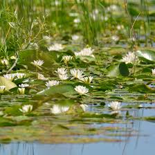 Attēlu rezultāti vaicājumam “Nymphaea candida leaf”