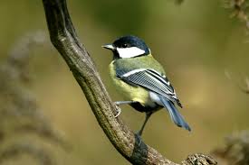 Attēlu rezultāti vaicājumam “Parus major female”