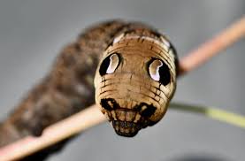 Attēlu rezultāti vaicājumam “Deilephila elpenor larva”