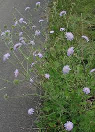 Image result for Knautia arvensis