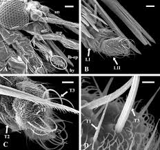 Attēlu rezultāti vaicājumam “Trichia longipalpis”