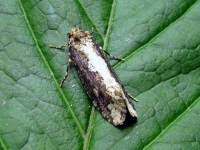 Attēlu rezultāti vaicājumam “Scardia boletella”