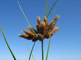 Attēlu rezultāti vaicājumam “Bolboschoenus maritimus”