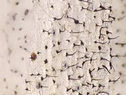 Attēlu rezultāti vaicājumam “Stictis”