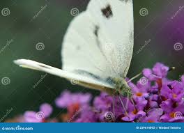Attēlu rezultāti vaicājumam “Pieris napi underside”