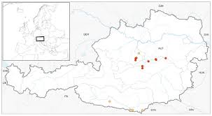 Attēlu rezultāti vaicājumam “Scapania apiculata”