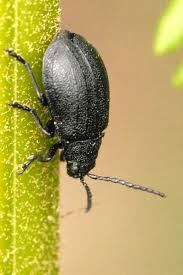 Attēlu rezultāti vaicājumam “Galeruca tanaceti”