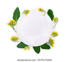 Attēlu rezultāti vaicājumam “Primula veris leaf”