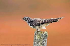 Attēlu rezultāti vaicājumam “Cuculus canorus juvenile”