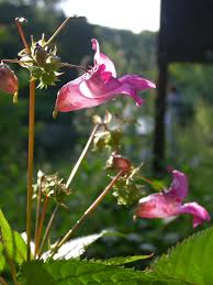 Image result for Impatiens glandulifera