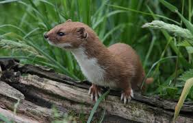 Attēlu rezultāti vaicājumam “Mustela nivalis adult”