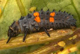 Attēlu rezultāti vaicājumam “Coccinella septempunctata larva”