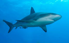 Image result for Carcharhinus perezii