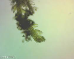 Attēlu rezultāti vaicājumam “Cephalozia catenulata”