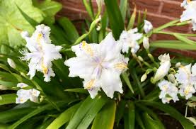 Attēlu rezultāti vaicājumam “Aphis confusa”