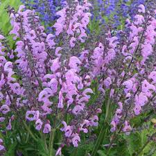 Image result for Salvia pratensis