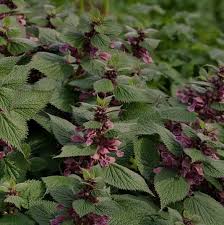 Attēlu rezultāti vaicājumam “Lamium”
