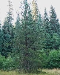 Attēlu rezultāti vaicājumam “Trichia contorta young”