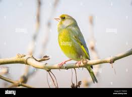 Attēlu rezultāti vaicājumam “Chloris chloris male”