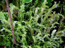 Attēlu rezultāti vaicājumam “Lophocolea bidentata”