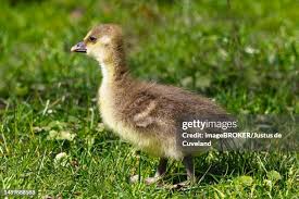 Attēlu rezultāti vaicājumam “Anser anser juvenile”