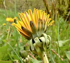 Attēlu rezultāti vaicājumam “Taraxacum suecicum”