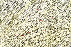 Attēlu rezultāti vaicājumam “Taxiphyllum wissgrillii”