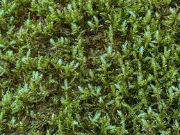 Attēlu rezultāti vaicājumam “Neckera crispa”