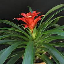 Картинки по запросу гусмания