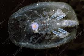 Attēlu rezultāti vaicājumam “Phronia sp. larva”