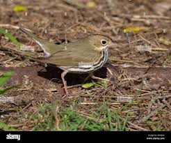 Image result for Seiurus aurocapilla