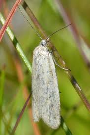 Attēlu rezultāti vaicājumam “Eana argentana”