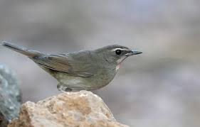 Image result for Luscinia calliope