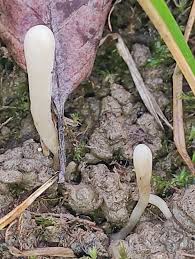 Attēlu rezultāti vaicājumam “Clavaria straminea”