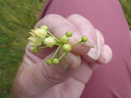 Attēlu rezultāti vaicājumam “Tilia platyphyllos Laciniata fruit”