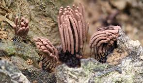 Attēlu rezultāti vaicājumam “Stemonitis axifera var. smithii spores”