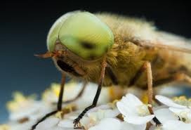 Attēlu rezultāti vaicājumam “Atylotus sp.”