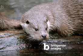 Attēlu rezultāti vaicājumam “Lutra lutra”