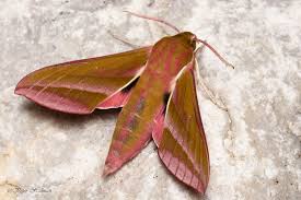 Attēlu rezultāti vaicājumam “Deilephila elpenor”