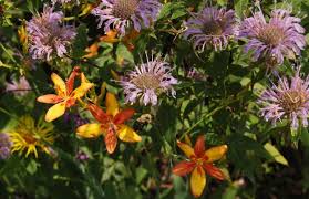 Image result for Pardancanda norrisii