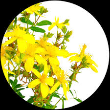 Image result for Hypericum perforatum